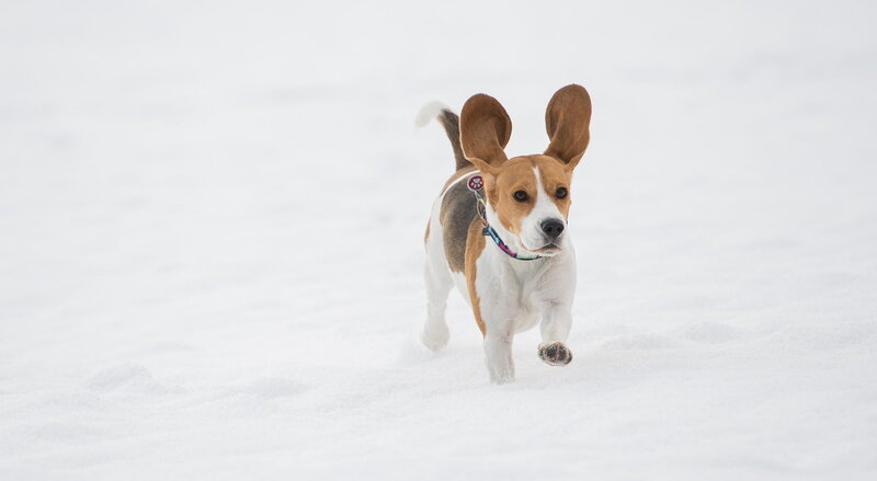 Beagle Dog Running — White, Active, Winter, Photograph