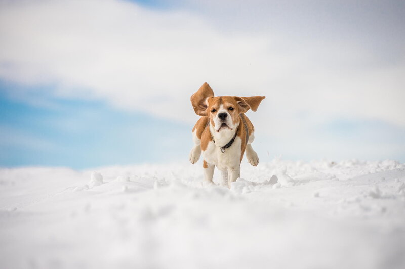 Beagle Dog Running — White, Active, Winter