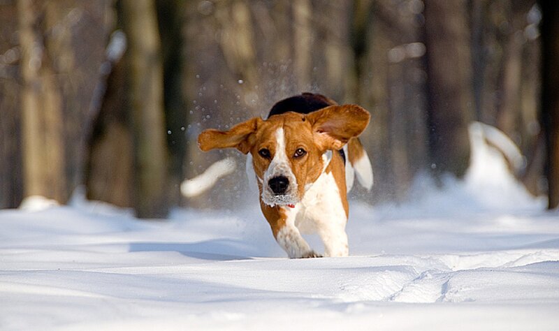 Beagle Dog Running — White