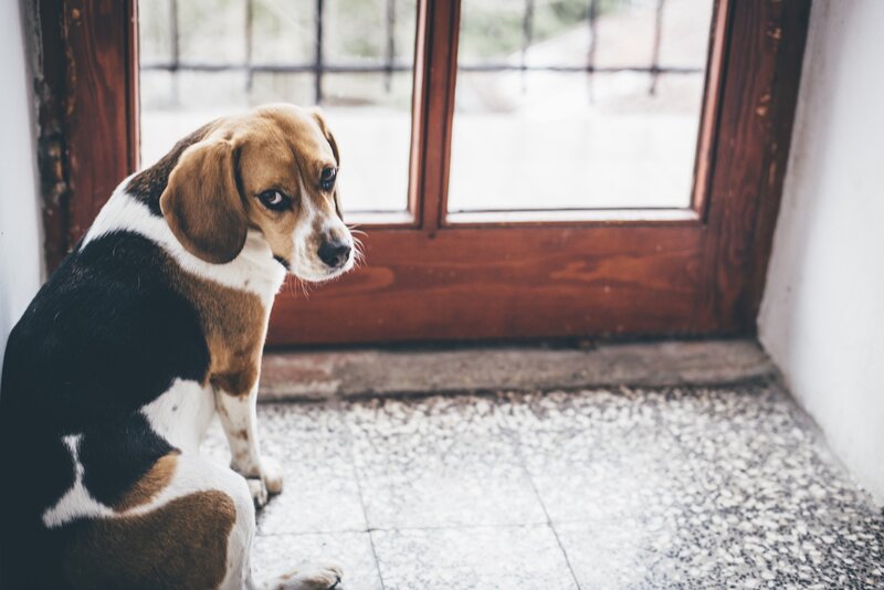 Beagle Dog Sitting — Brown, Calm, Photograph