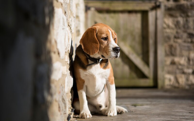 Beagle Dog Sitting — Brown, Calm