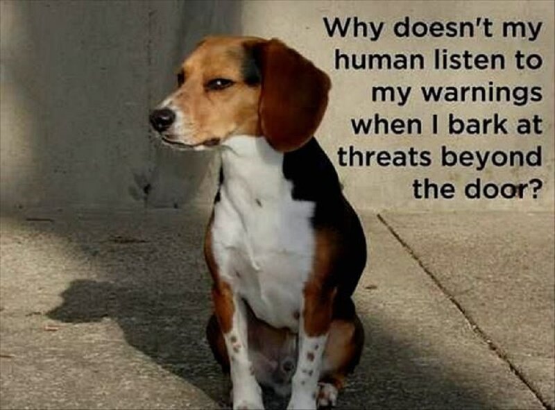 Beagle Dog Sitting — Brown, Serious