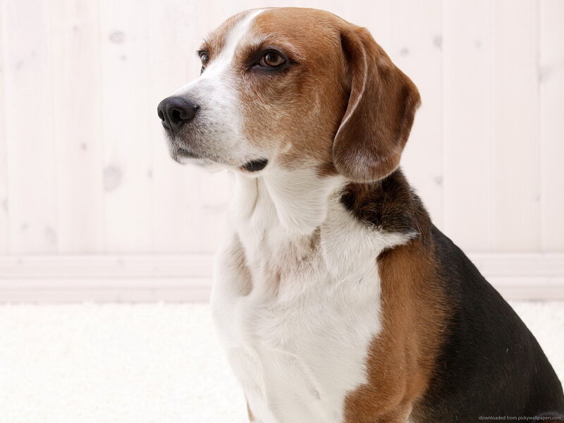 Beagle Dog Sitting — Brown