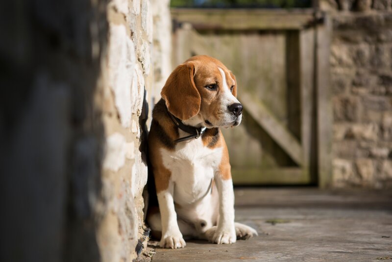 Beagle dog sitting by wall