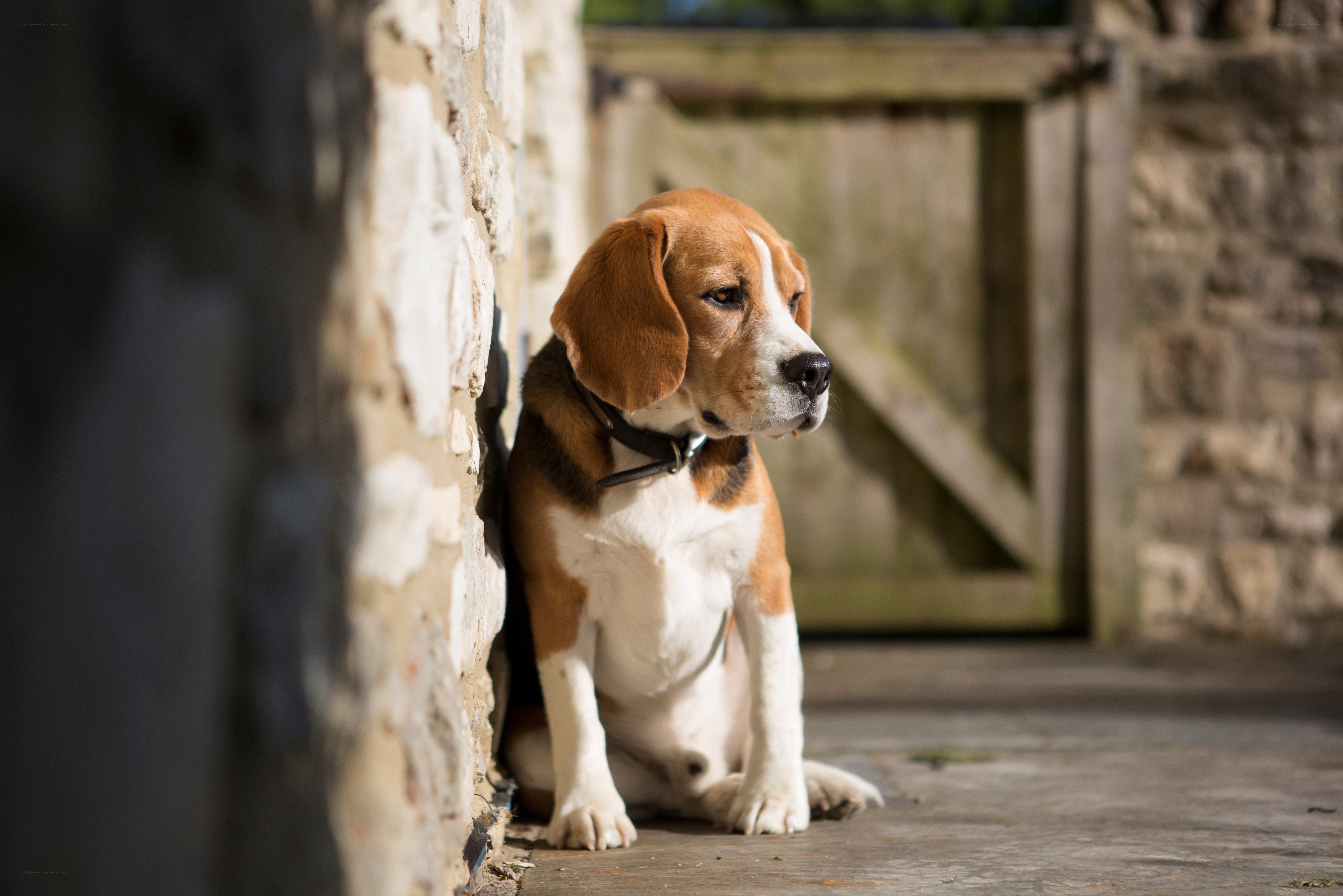 Beagle dog sitting by wall