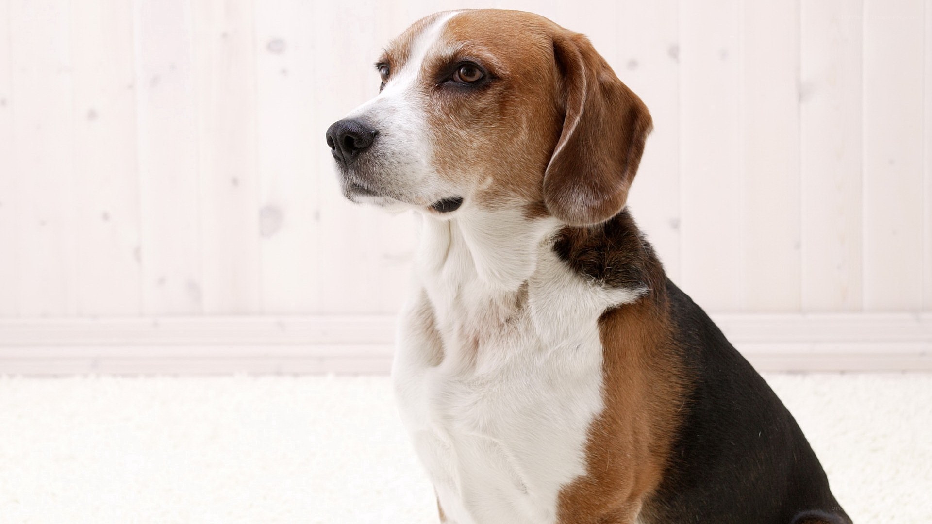 beagle dog sitting on carpet