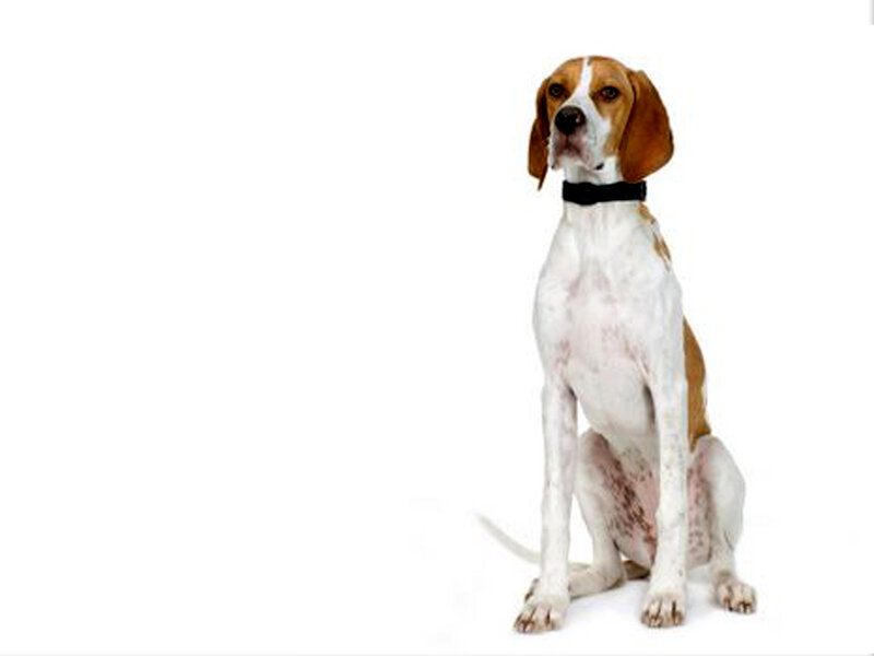 Beagle Dog Sitting