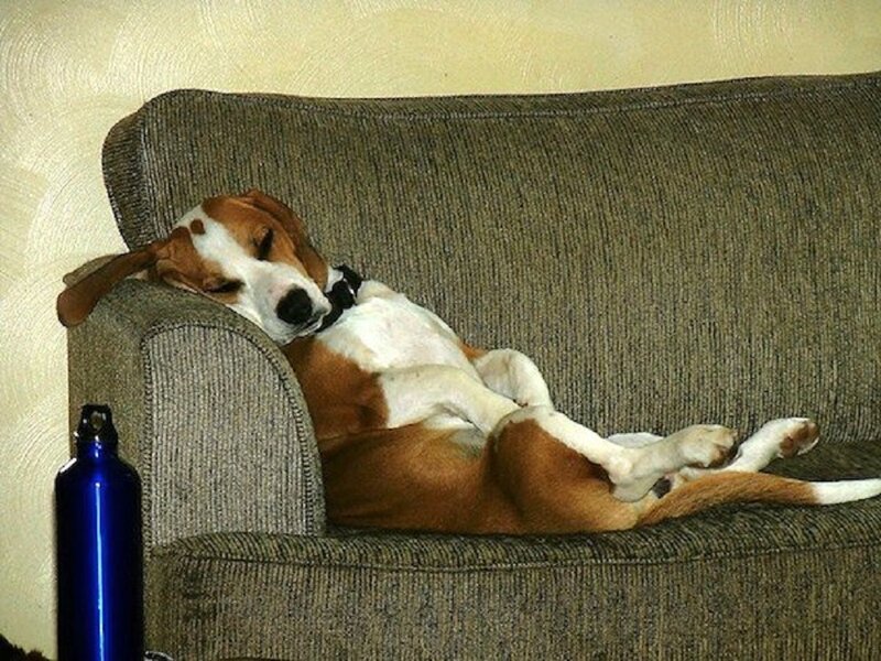 Beagle Dog Sleeping — Brown