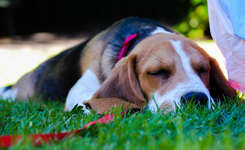 Beagle Dog Sleeping — Green