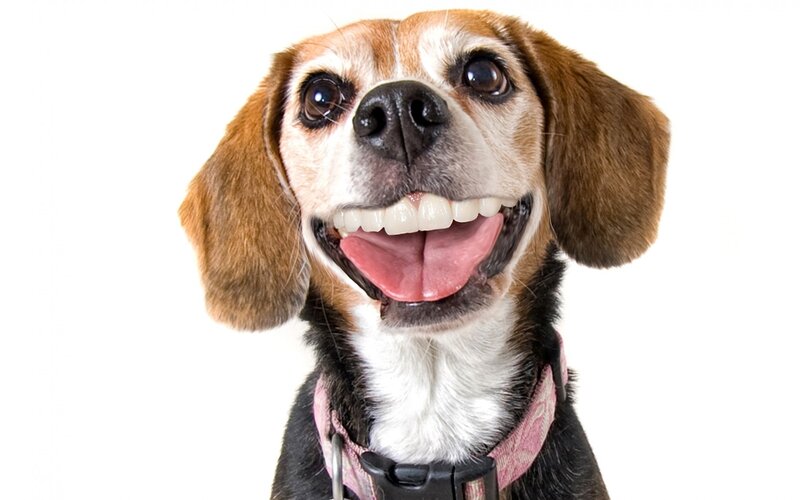 Beagle Dog Smiling