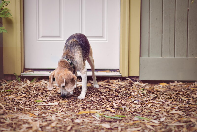 Beagle Dog Sniffing Ground
