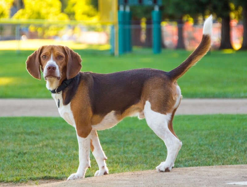 Beagle Dog Standing — Brown, Calm, Afternoon