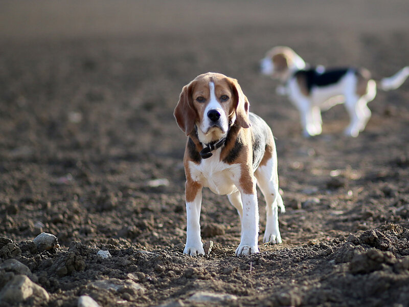 Beagle Dog Standing — Brown, Calm