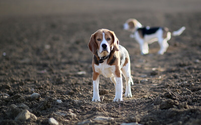 Beagle Dog Standing — Brown