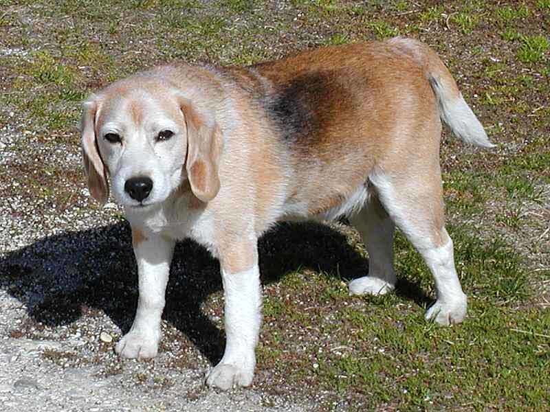 beagle dog standing outside