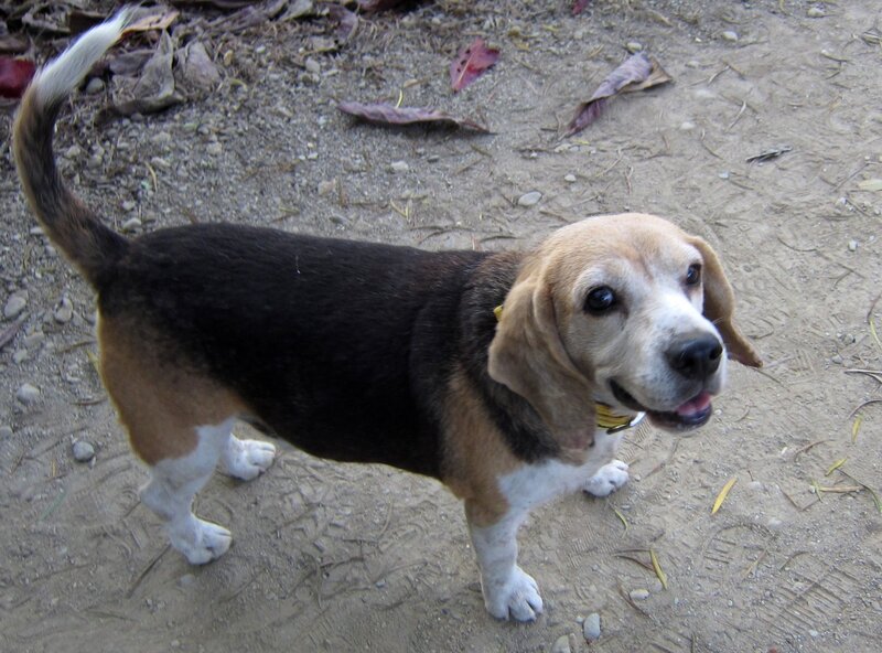 Beagle Dog Standing