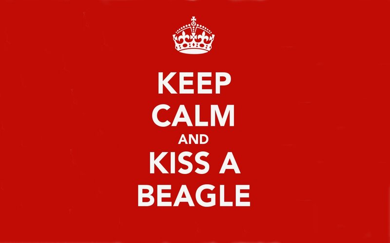 Beagle Dog