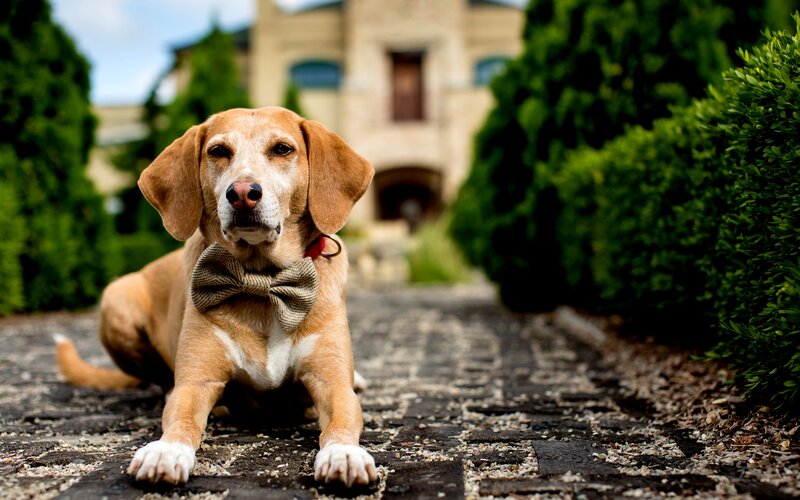 Beagle Dog Wearing Bowtie