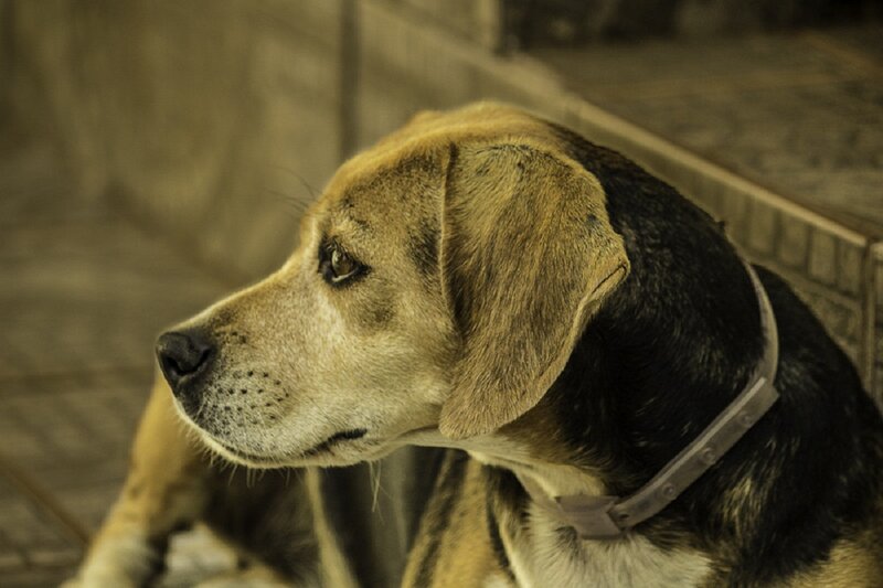 Beagle Dog Wearing Collar