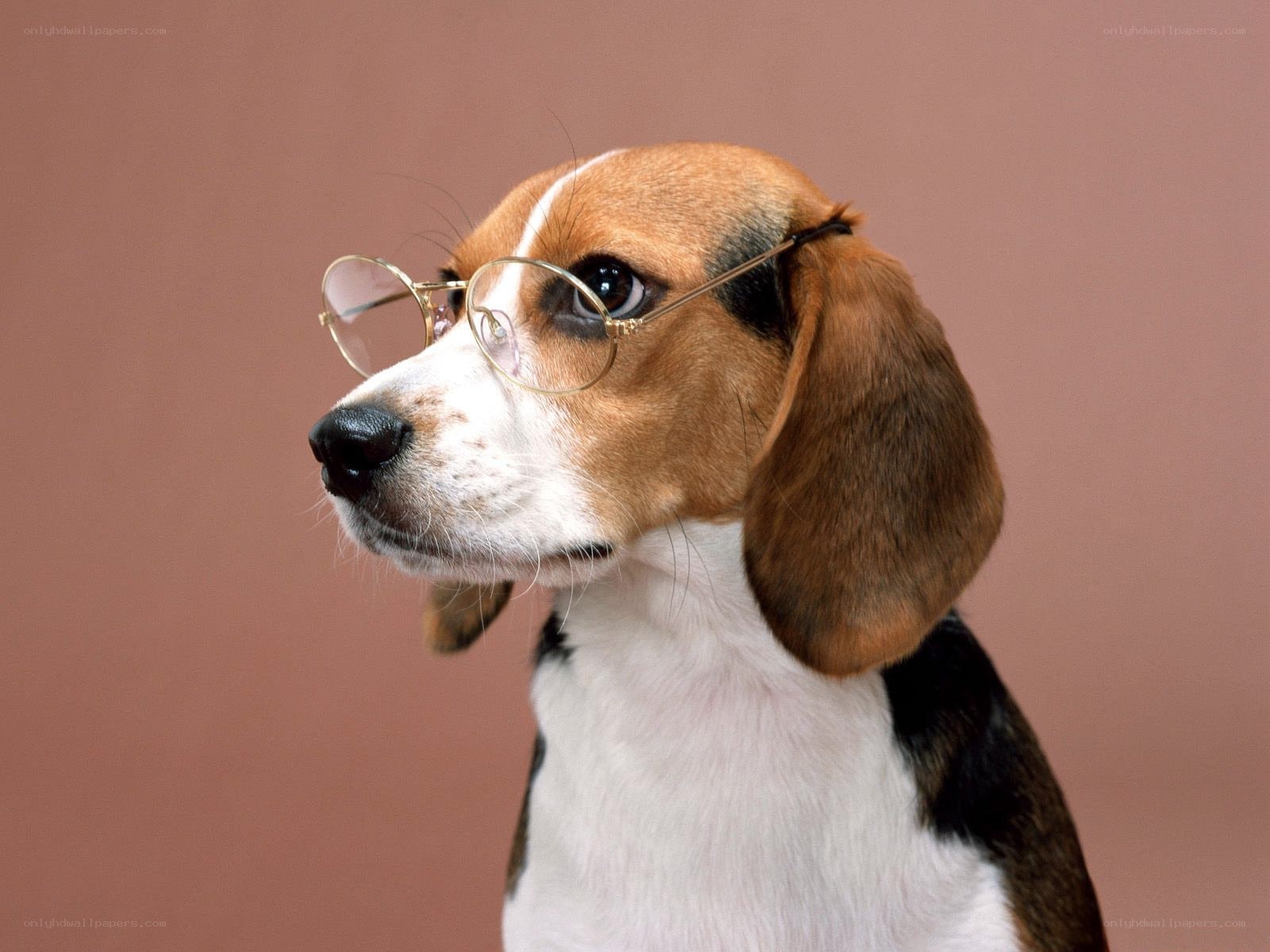beagle dog wearing glasses