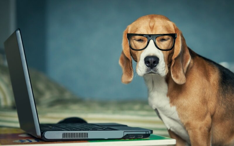Beagle Dog Wearing Glasses — Brown, Calm, Photograph, Laptop
