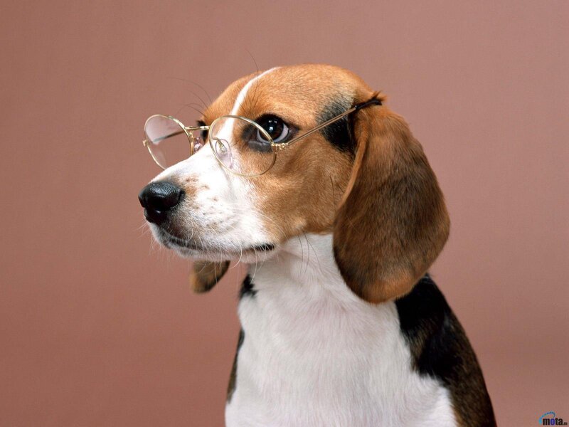 Beagle Dog Wearing Glasses — Brown, Calm, Photograph