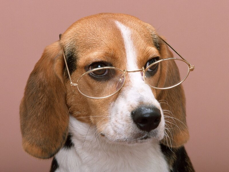 Beagle Dog Wearing Glasses — Brown, Calm
