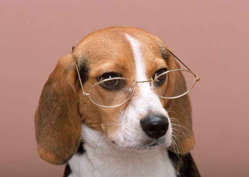 Beagle Dog Wearing Glasses — Brown, Neutral