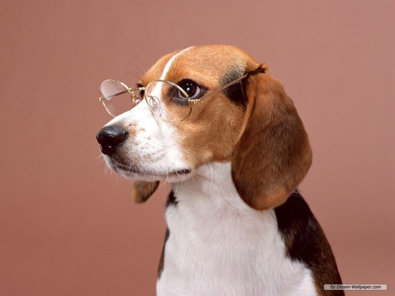 Beagle Dog Wearing Glasses — Brown