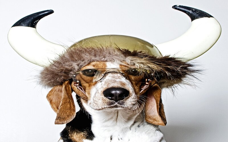 Beagle Dog Wearing Hat