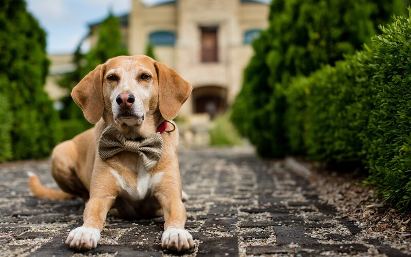Beagle Dog with Bowtie — Brown