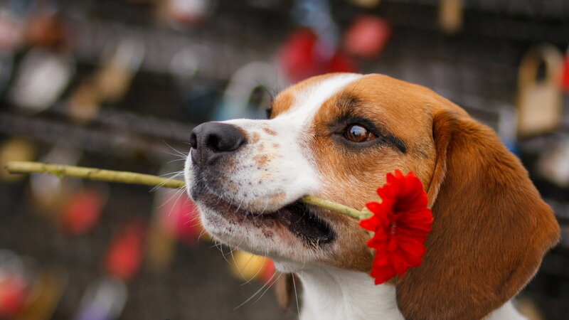 Beagle Dog with Flower