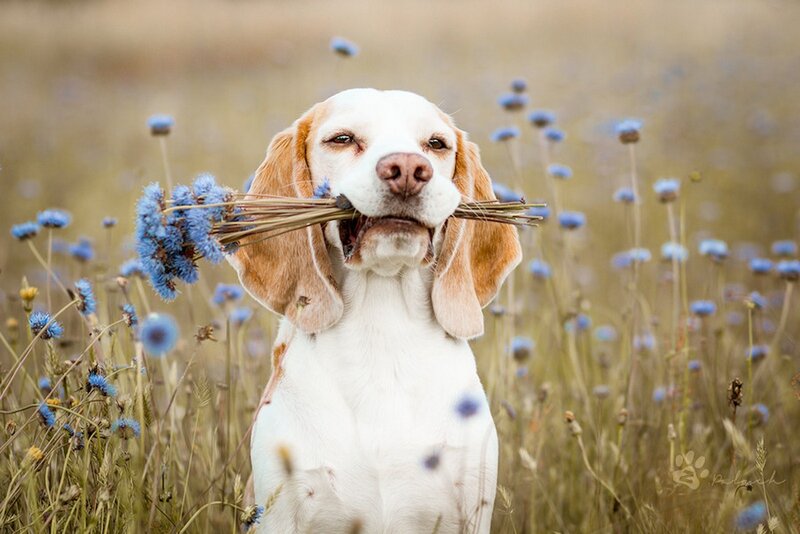 Beagle Dog with Flowers