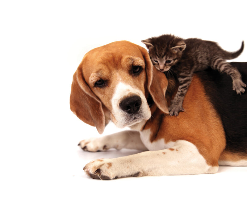 Beagle Dog with Kitten
