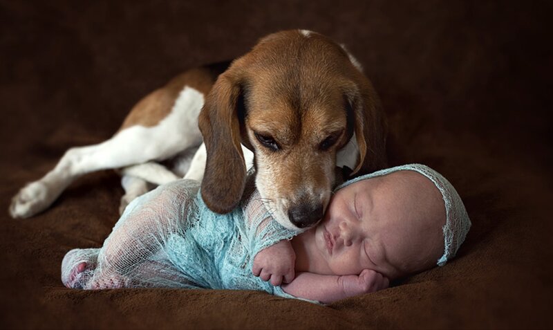 Beagle Dog with Newborn Baby