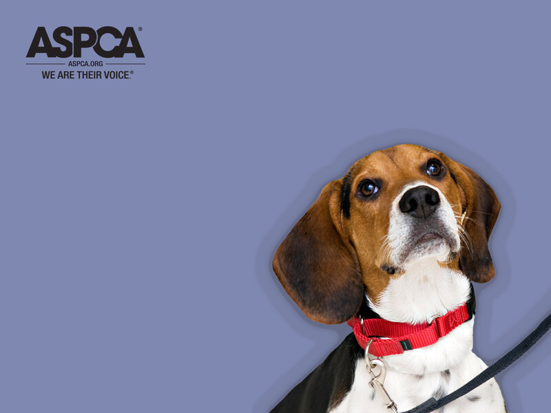 Beagle dog with red collar