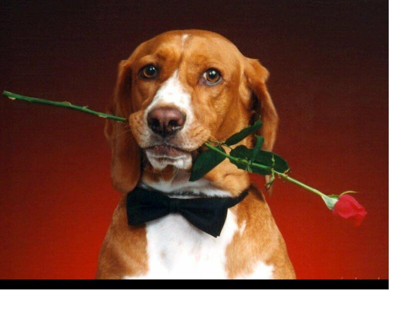Beagle Dog with Rose