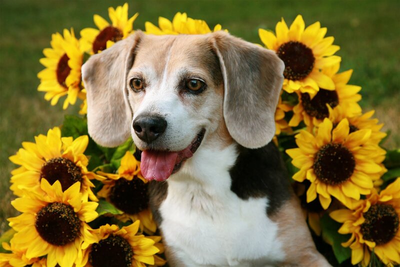 Beagle Dog with Sunflowers