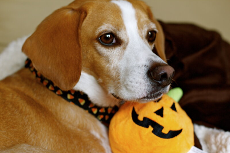 Beagle Dog with Toy