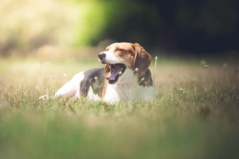 Beagle Dog Yawning