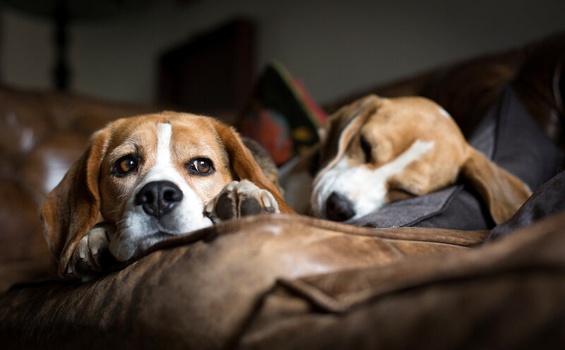 Beagle Dogs on Couch