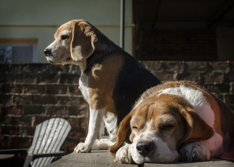 Beagle Dogs Resting