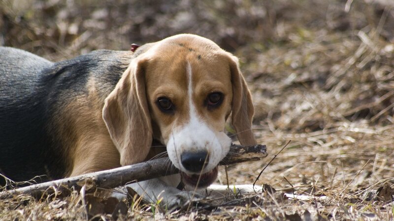Beagle holding a stick