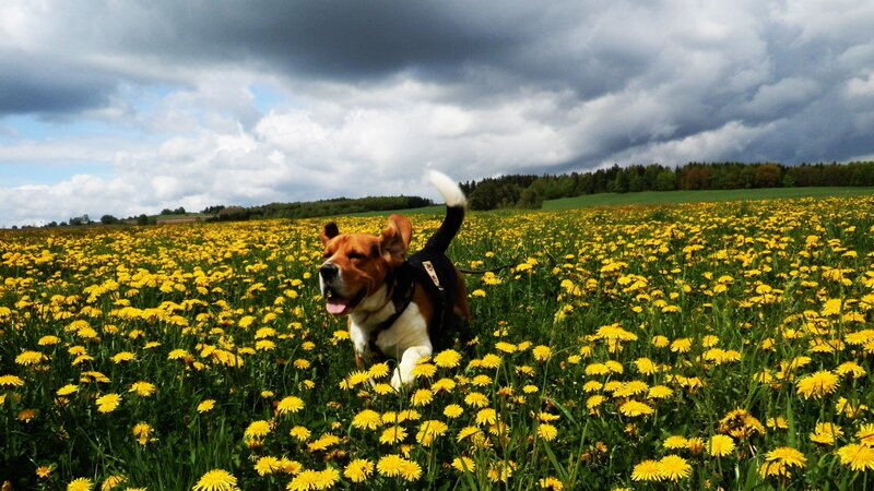 Beagle in a dandelion field