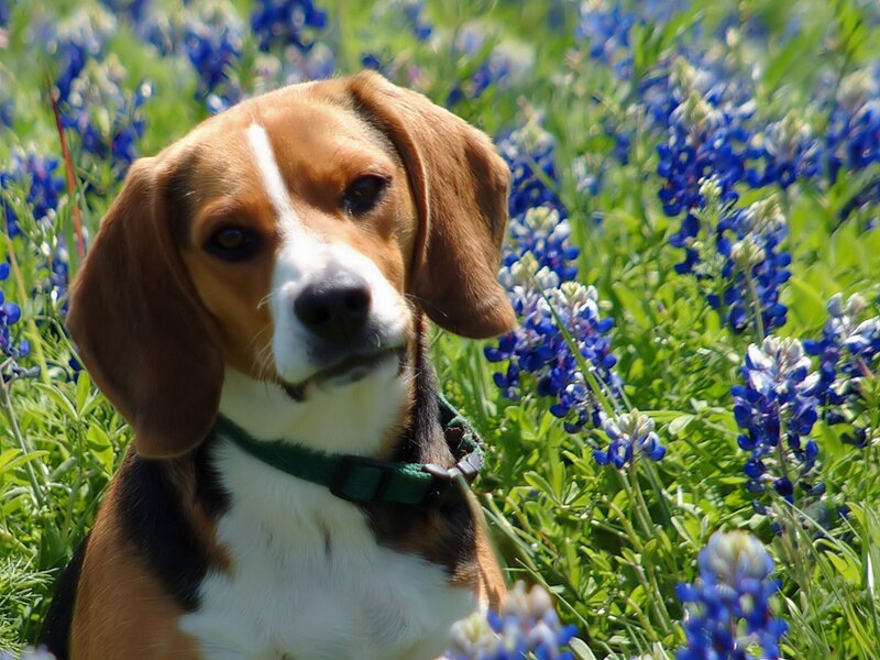 Beagle in bluebonnet field