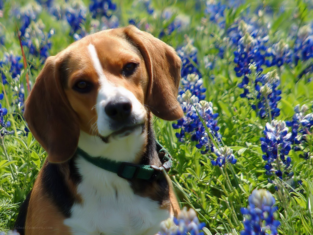 Beagle in bluebonnet field
