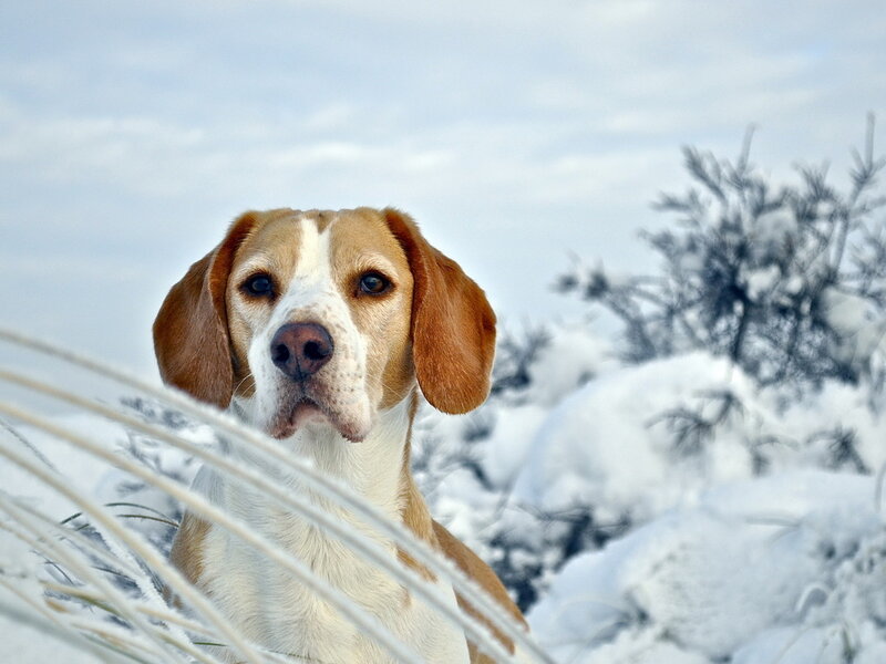 Beagle in Snow