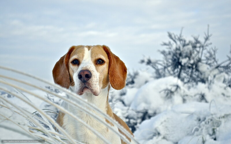 Beagle in Snow — White