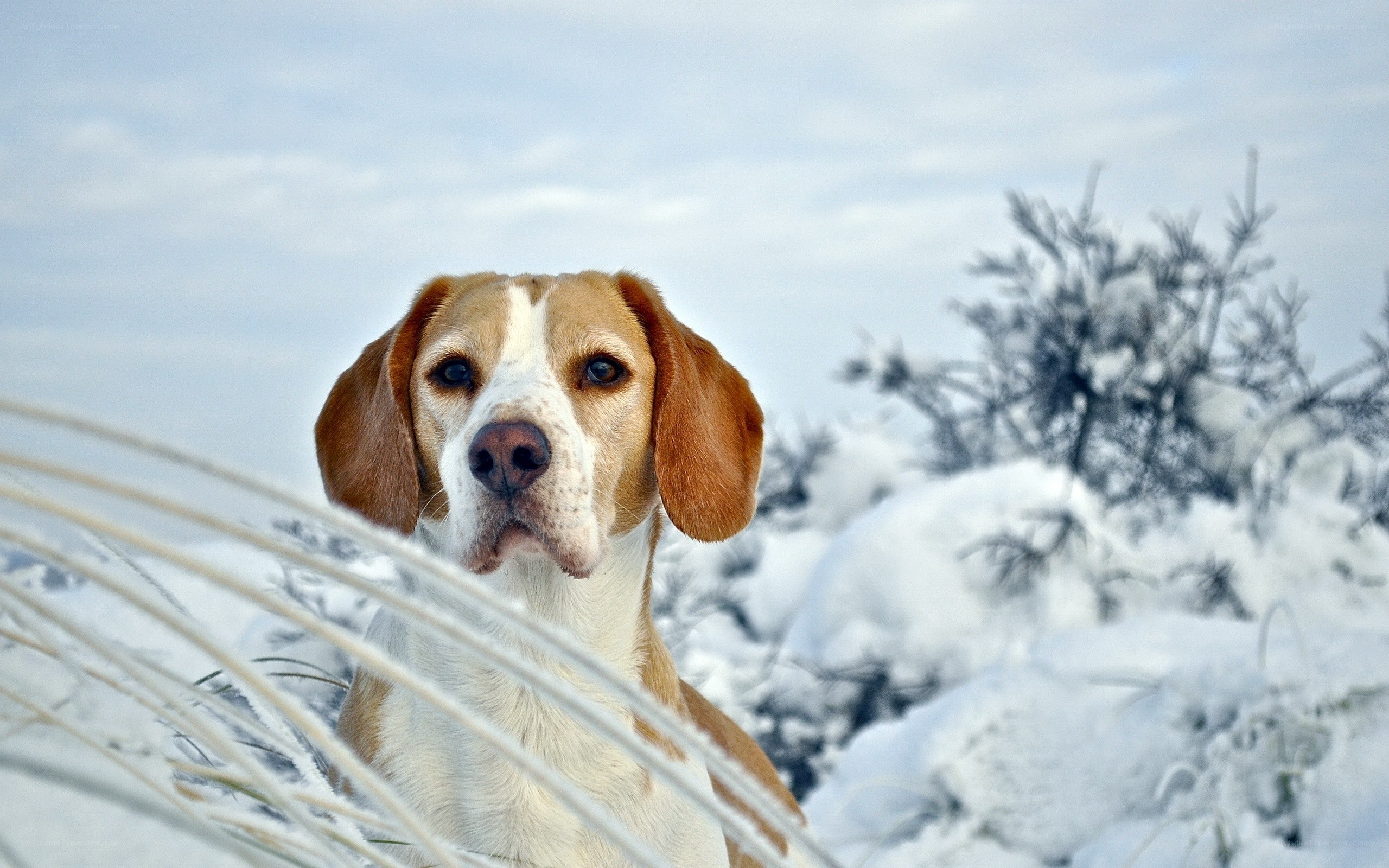 Beagle in snowy landscape