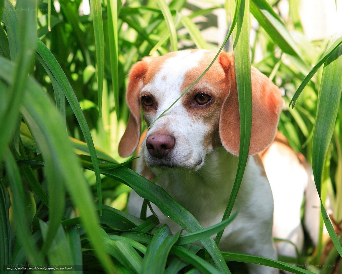 beagle in tall grass